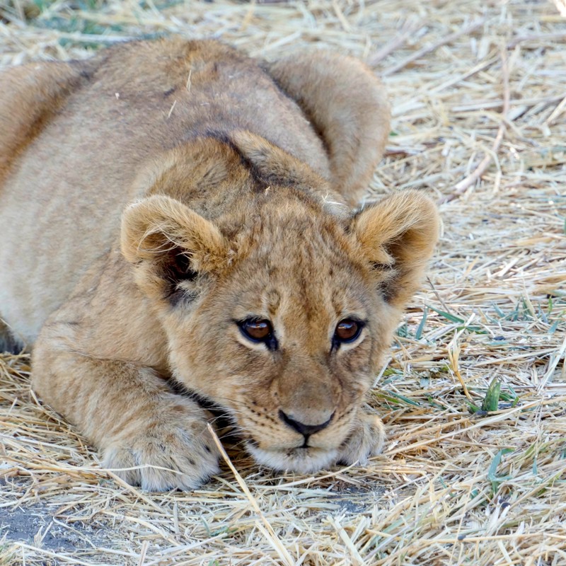 Skal vi lege - Legesyg løveunge i Savute, Botswana