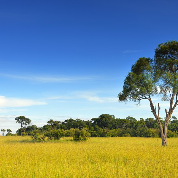 Giraf på afstand, Masai Mara