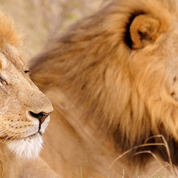 Løver i Kariega reservatet