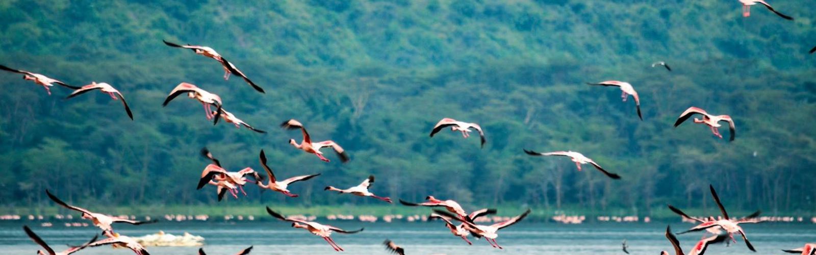I:\AXUMIMAGES\Afrika\Kenya\Great Rift Valley\Flamingos