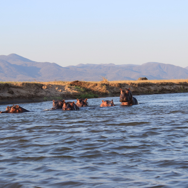 Flodheste i Mana Pools