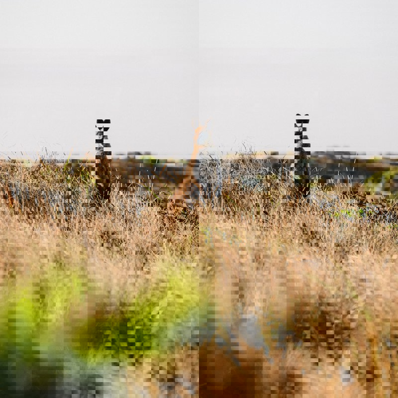 jesse-bauer-Q4tdHJLQVWU-unsplash