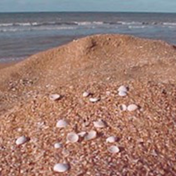 Shell Beach