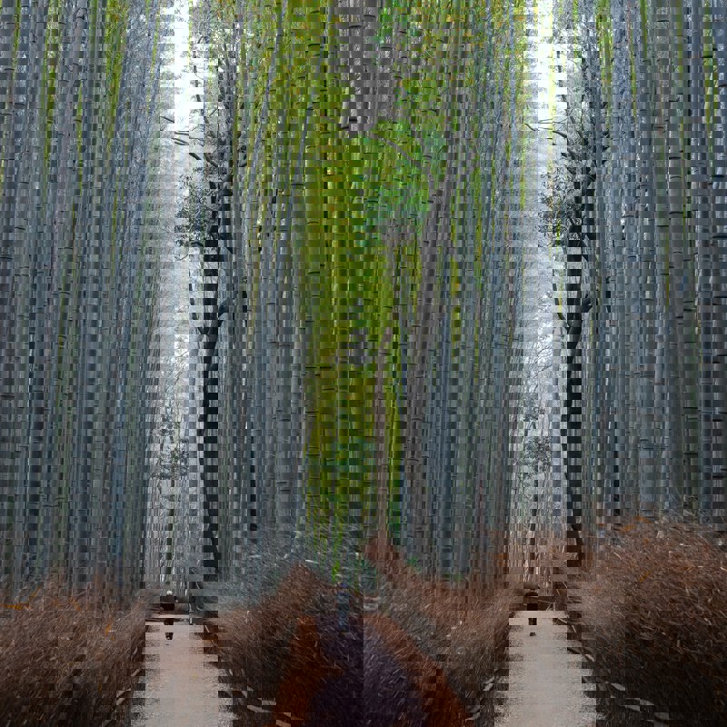 Japan - bambusskov
