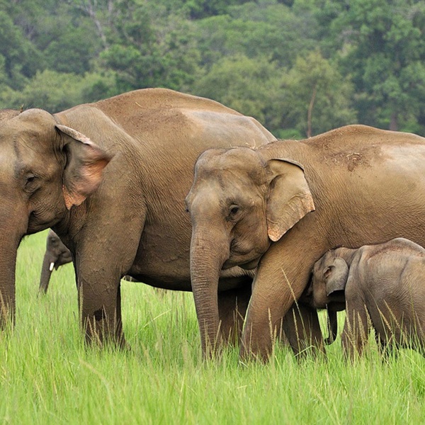 oplev indiens nationalparker med vilde dyr