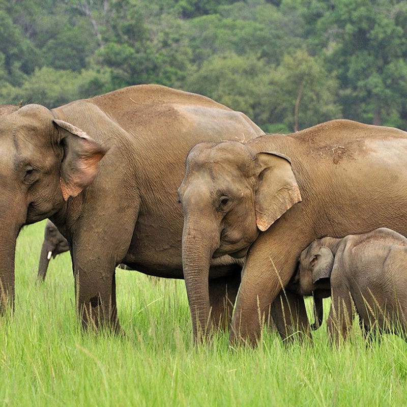 oplev indiens nationalparker med vilde dyr