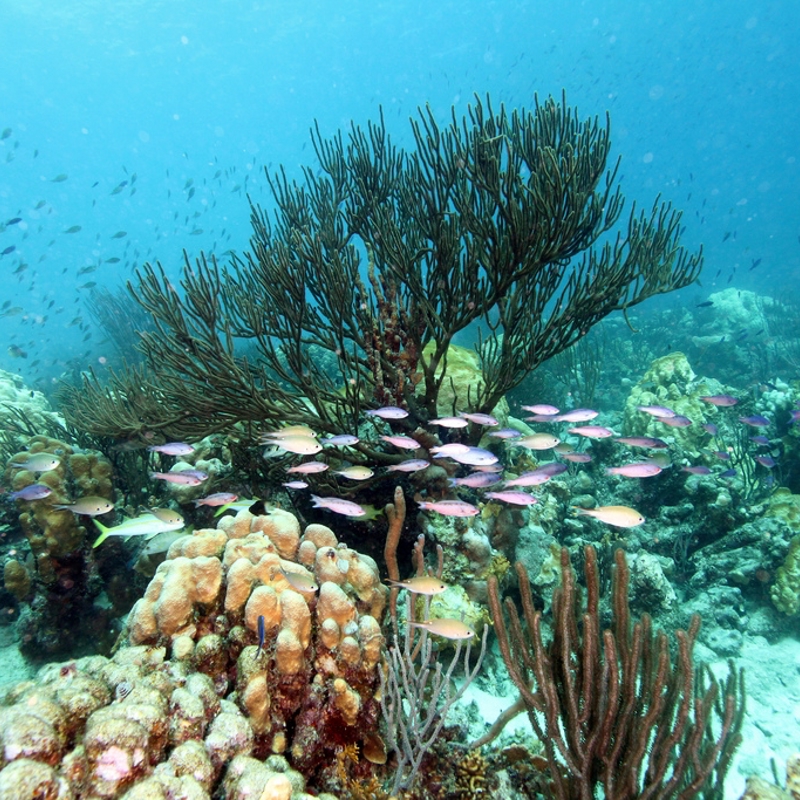 I:\AXUMIMAGES\Caribien\bonaire\bonaire