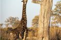 I:\AXUMIMAGES\Afrika\Zimbabwe\Hwange\Giraffe