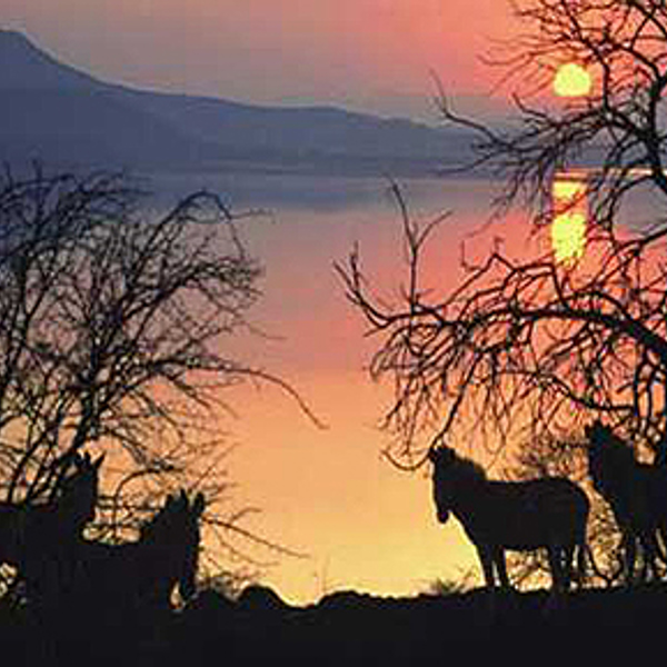Zebraer ved Lake Kariba, Matusadona nationalpark