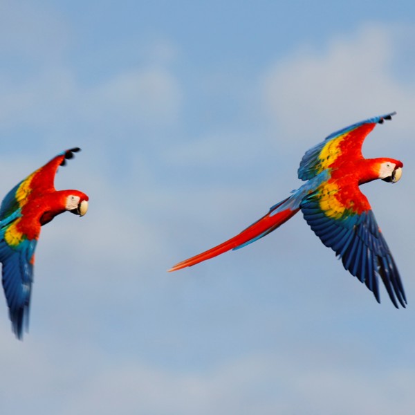 Man kan nemt være heldig og se de flotte araer på tur i luften, Costa Rica