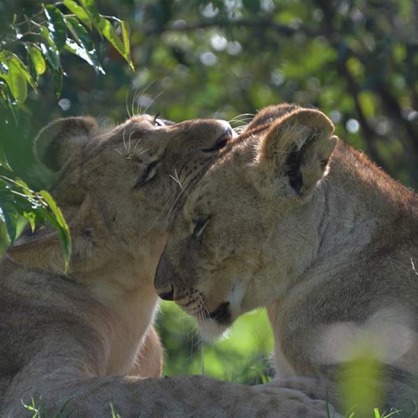 To løver i Kenya