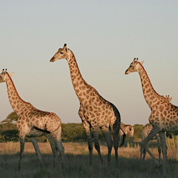 3 giraffer kigger ud over Nxai Pan