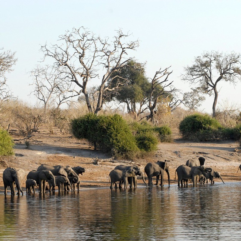 Elefanter der drikker, Chobe National Park, Botswana