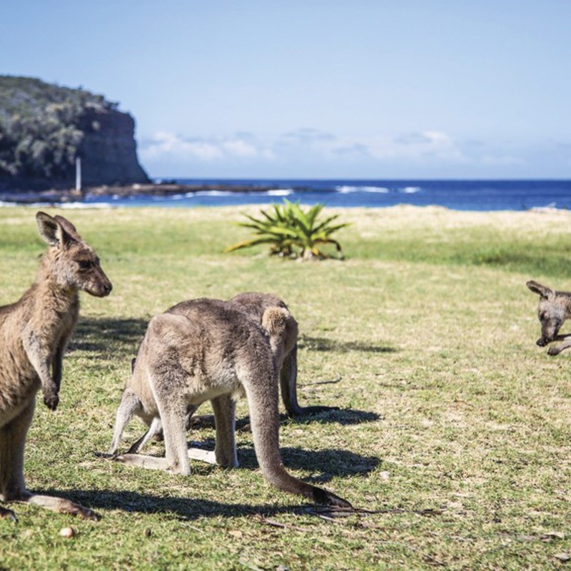 Når det er varm, kommer kæguruerne ned på stranden ved Pebbly Beach, Australien