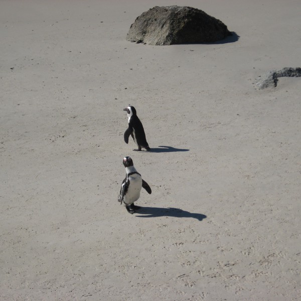 Pingviner på Boulders Beach, Cape Point, Sydafrika