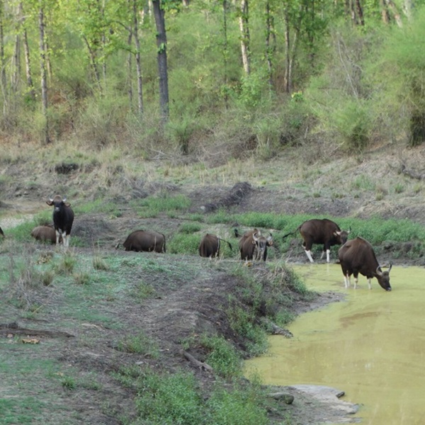 dyrelivet i indien og nepal