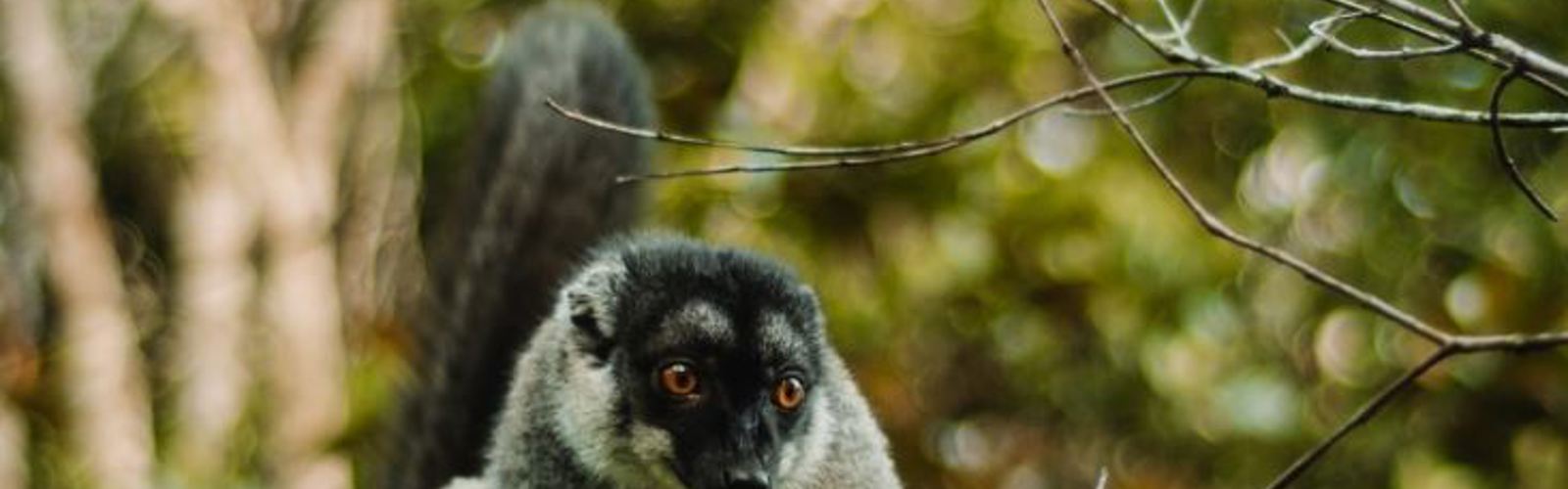 I:\AXUMIMAGES\Afrika\Madagaskar\Andasibe\Lemur