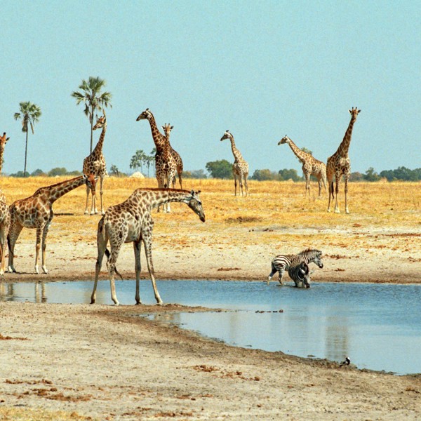 Zimbabwe - Hwange National Park - Giraffe