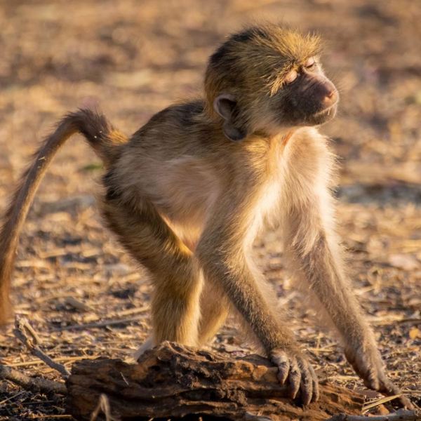 Baby baboon