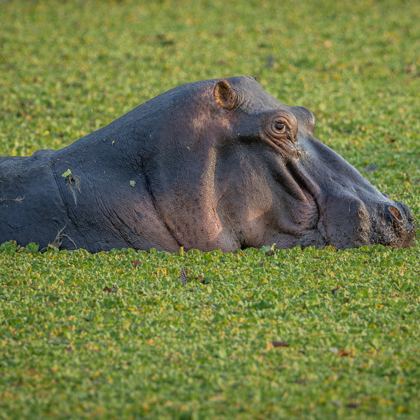 Hippo in River