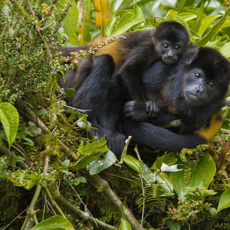 Abefamilie, Costa Rica