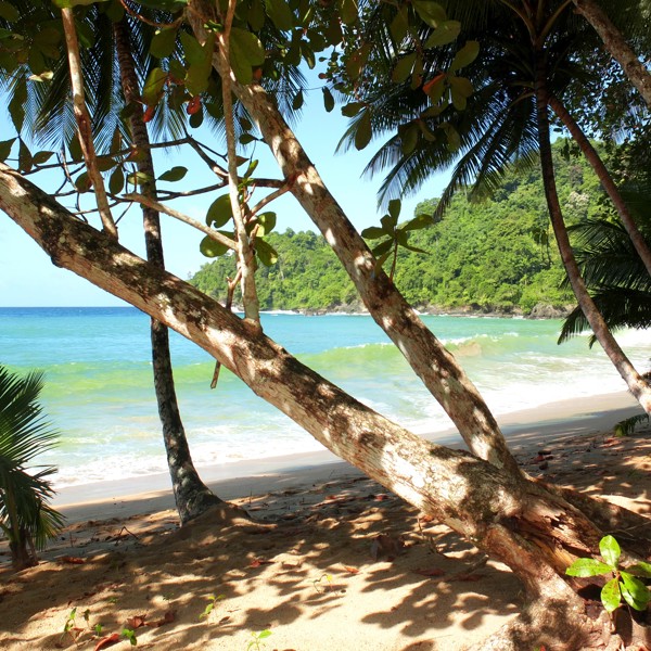 Palmer ved Englishmanns Bay, Trinidad & Tobago