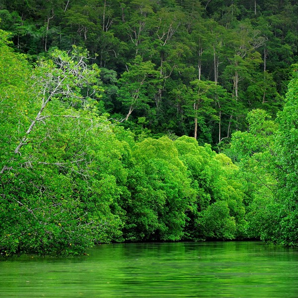 Flotte grønne omgivelser, Langkawi, M;alaysia