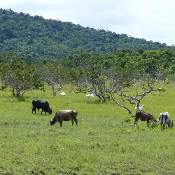 guyana kvæg