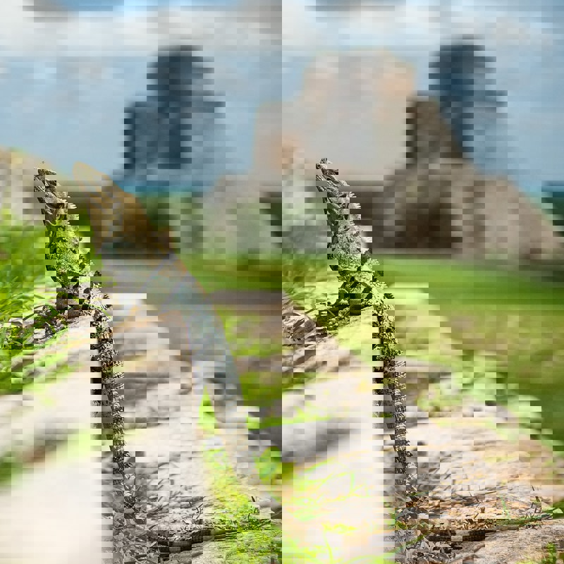 marv-watson-E_ZF5s6L-Kk-unsplash