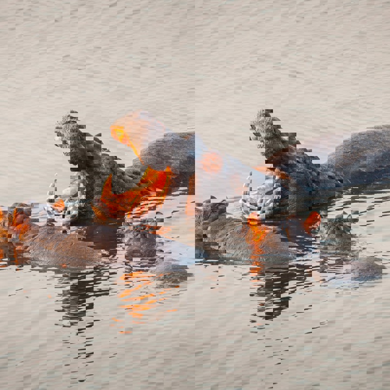 chris-stenger-e9k9i2JKnnA-unsplash