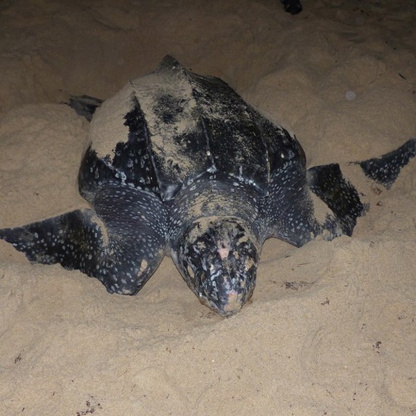 Skildpadde i Black Rock, Tobago