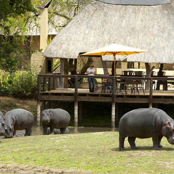 Flodheste ved Arathusa Lodge