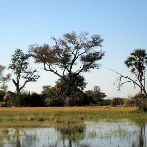 Okavango i Botswana