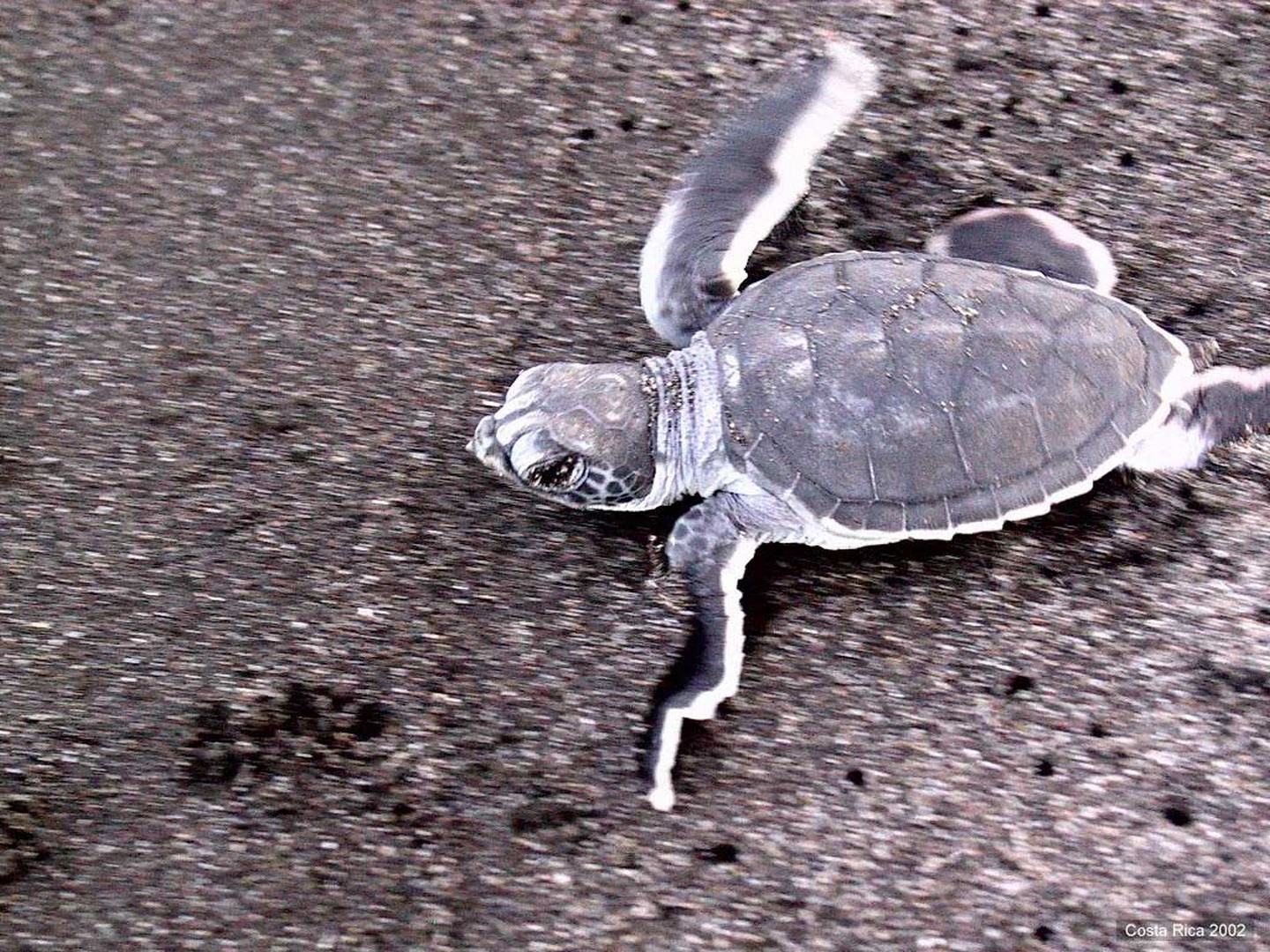 103-0312_IMG_DCE lille