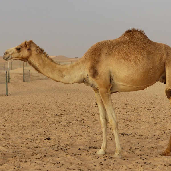 En Kamel i ørkenen udenfor Abu Dhabi