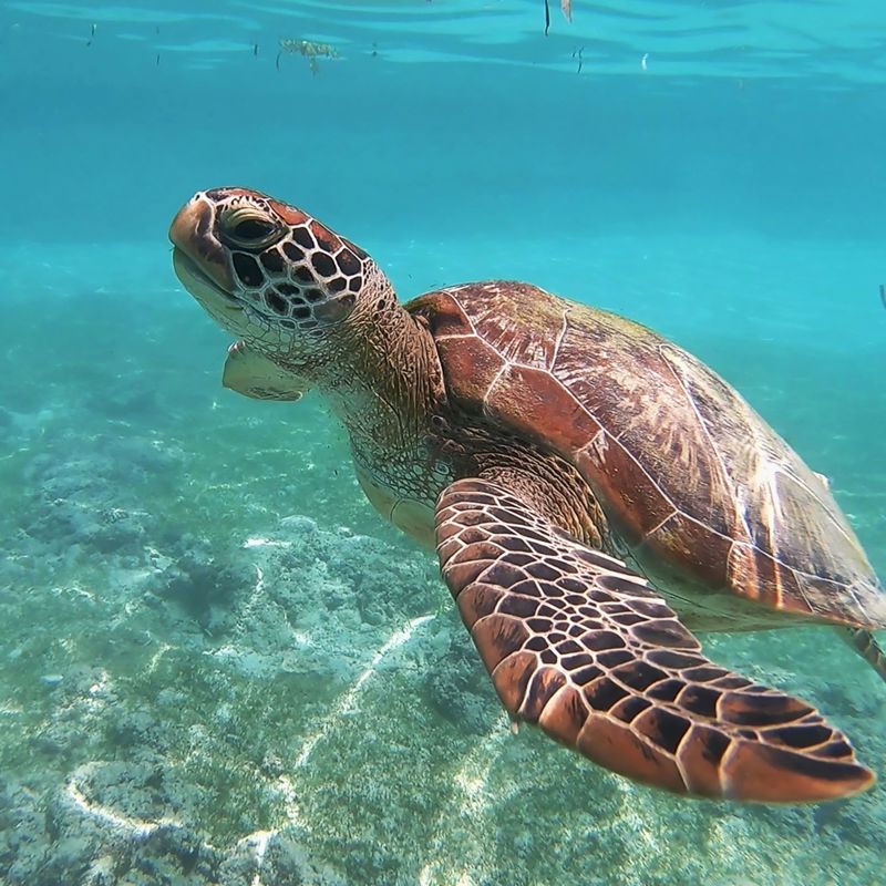 Havskildpadde i Filippinerne