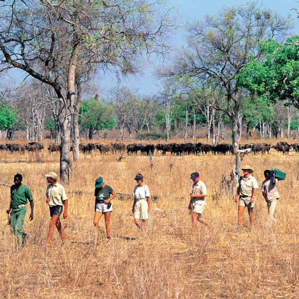 Gåtur ved Mwaleshi, Zambia