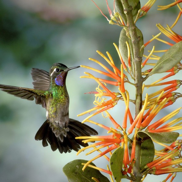 Kolibri, fugletur, Queztal Costa Rica