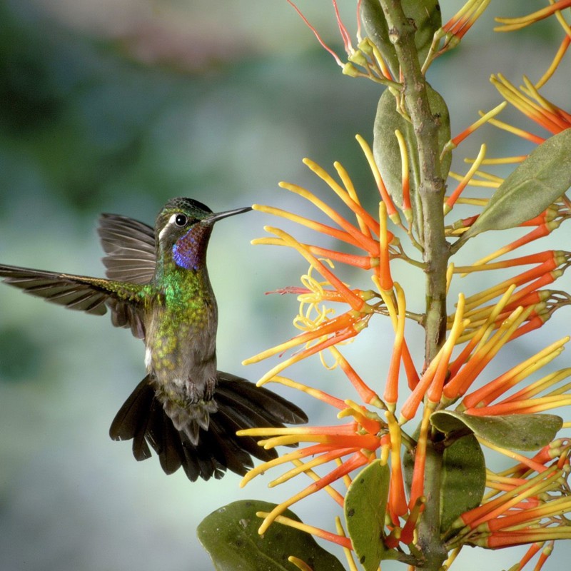 Nyd de flotte kolibrier i Monteverdes tågeregnskov, Costa Rica