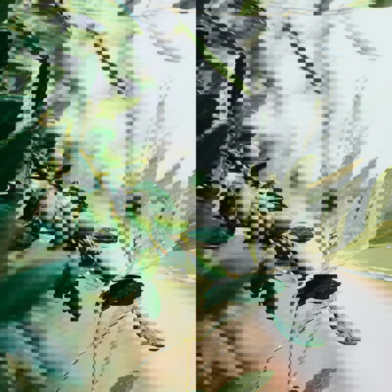 nazar-hrabovyi-lIuxlN0zSjs-unsplash