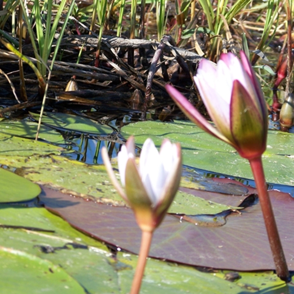 Ã…kander i Okavango
