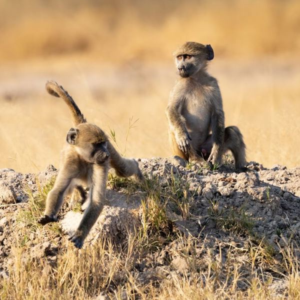Zimbabwe - Hwange National Park - Baboons