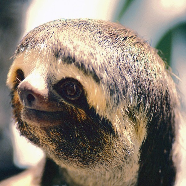 Dovendyret smiler til kameraet