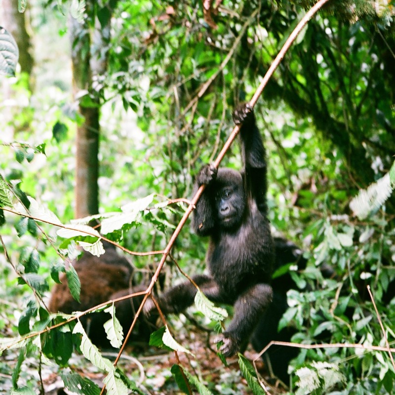 Babygorilla, Uganda