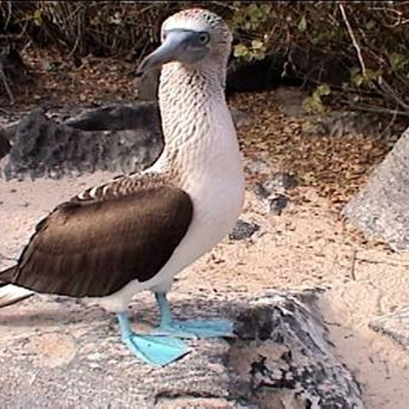 Blue-Footed Boobie