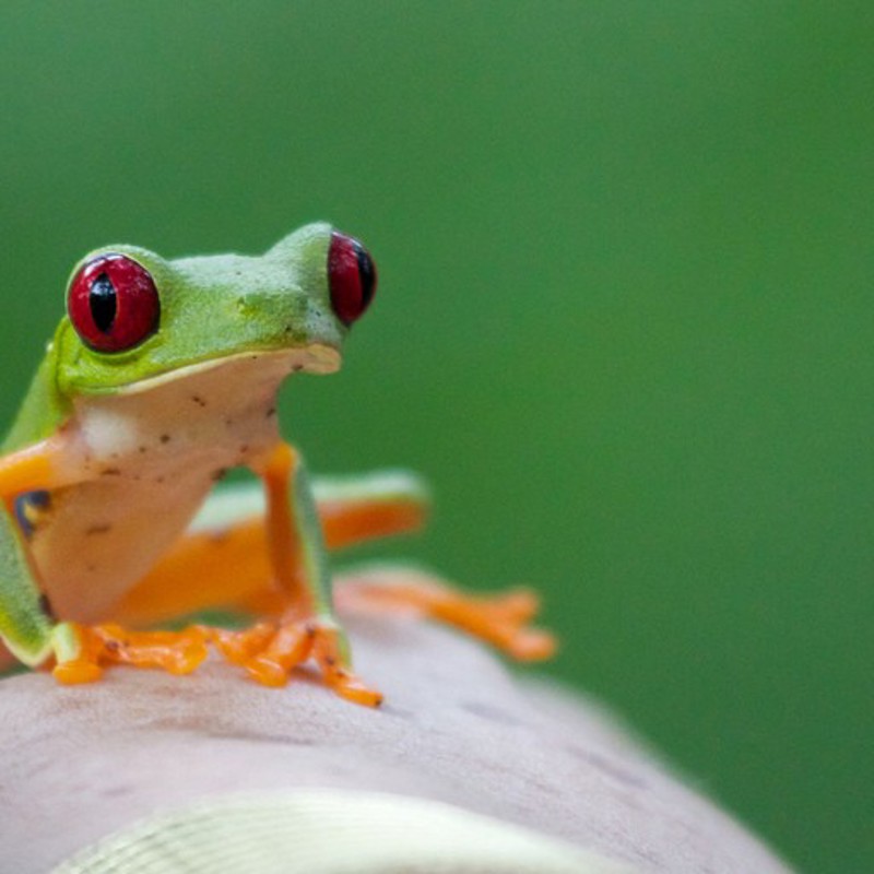 Grøn frø med røde øjne, Costa Rica