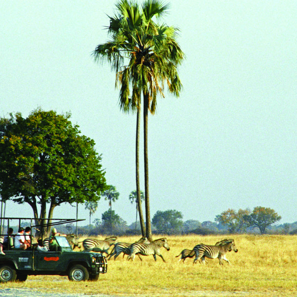 Zimbabwe - Hwange National Park - Zebra