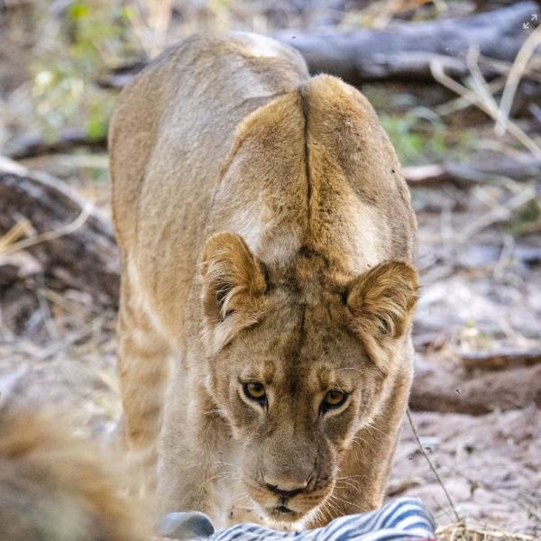 Hwange National Park - Lion