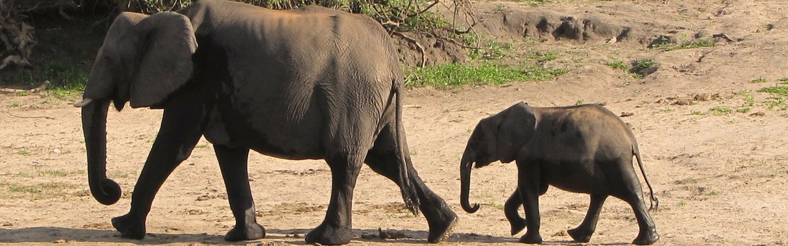 Elefant mor og barn, Botswana