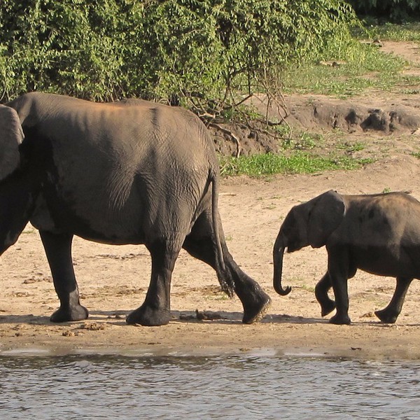 Elefant mor og barn, Botswana